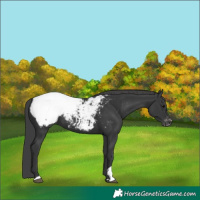 Horse Color:Black Appaloosa 