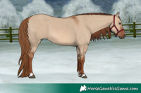Horse Color:Red Dun 