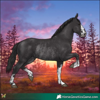 Horse Color:Smoky Black  and Smoky Black Rabicano 