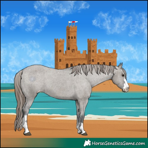 Horse Color:Grullo Appaloosa 