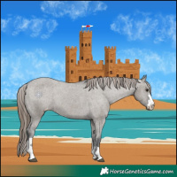 Horse Color:Grullo Appaloosa 