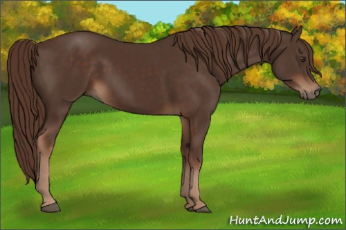 Horse Color:Liver Chestnut 