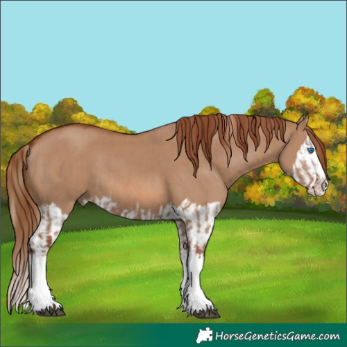 Horse Color:Red Dun Splash  and Red Dun Splash 
