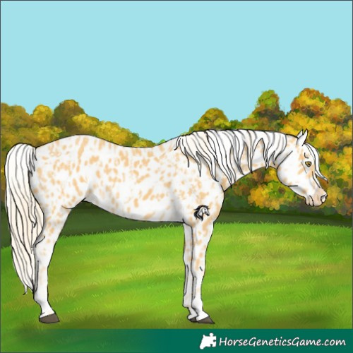 Horse Color:Palomino Appaloosa  and Palomino Appaloosa 