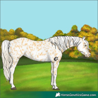 Horse Color:Palomino Appaloosa  and Palomino Appaloosa 