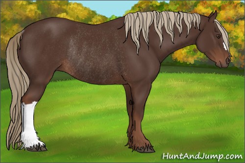 Horse Color:Liver Chestnut Rabicano 