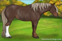 Horse Color:Liver Chestnut Rabicano 