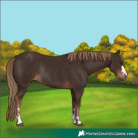 Horse Color:Liver Chestnut Rabicano 