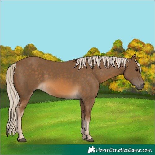 Horse Color:Chocolate Palomino