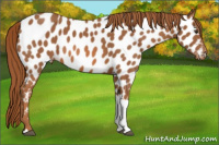 Horse Color:Chestnut Tobiano Appaloosa