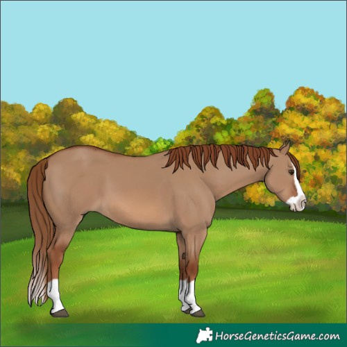 Horse Color:Red Dun Splash 