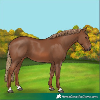 Horse Color:Chestnut 