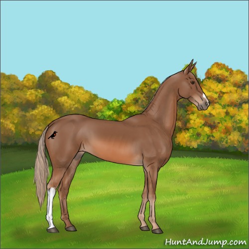 Horse Color:Chestnut 