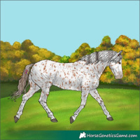 Horse Color:Bay Appaloosa 