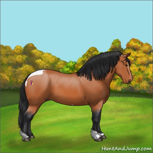 Horse Color:Bay Tobiano