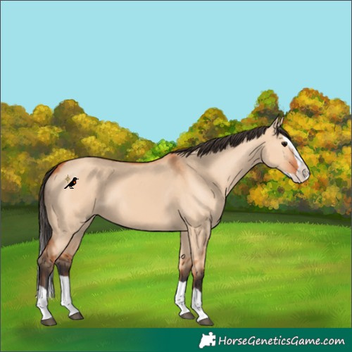 Horse Color:Bay Dun Splash