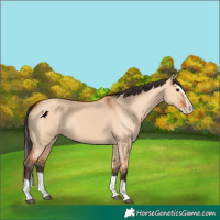 Horse Color:Bay Dun Splash 