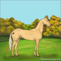 Horse Color:Palomino 