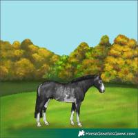 Horse Color:Gray Black Rabicano 