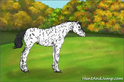 Horse Color:Black Appaloosa 