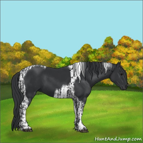 Horse Color:Black  and Black Tobiano 