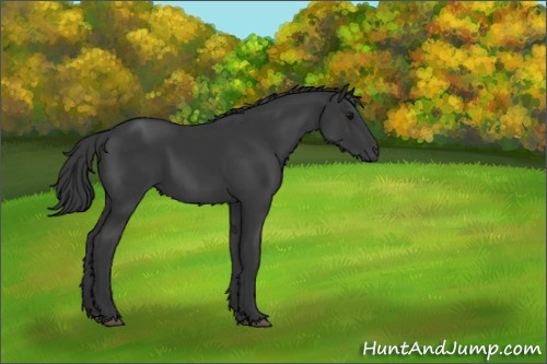 Horse Color:Black 