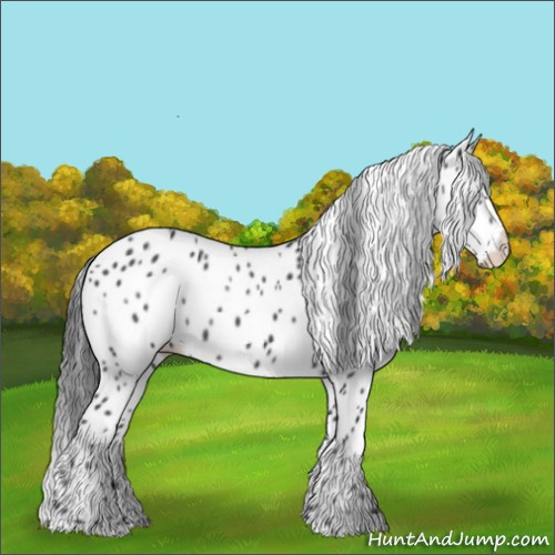 Horse Color:Black Appaloosa Rabicano 