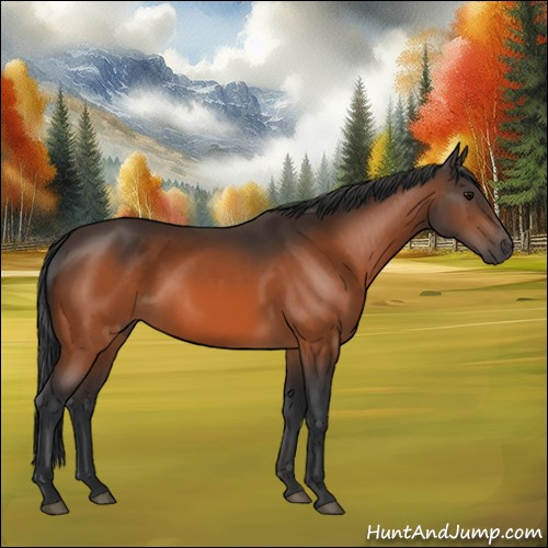 Horse Color:Bay 