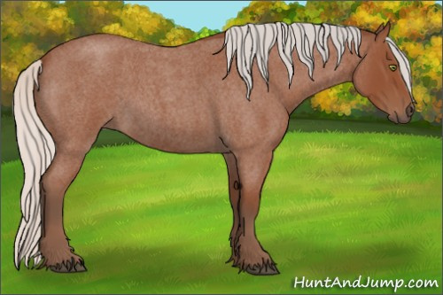 Horse Color:Silver Bay Roan Sabino Rabicano