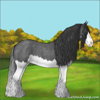 Horse Color:Blue Roan Splash 