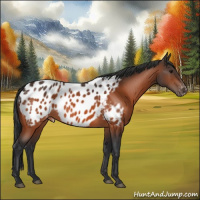 Horse Color:Bay Appaloosa 