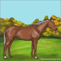 Horse Color:Silver Bay Sabino Rabicano 