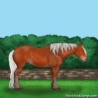 Horse Color:Silver Bay Sabino Rabicano 