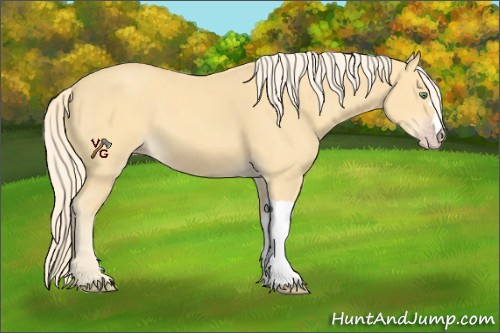Horse Color:Gold Cream Champagne 