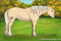 Horse Color:Gold Cream Champagne 