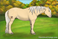 Horse Color:Gold Cream Champagne 