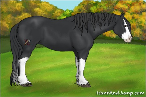 Horse Color:Black Splash 
