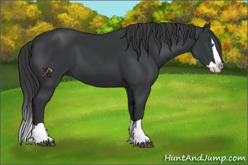 Horse Color:Black Splash 