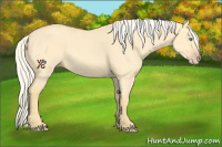 Horse Color:Gold Cream Champagne Dun