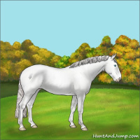 Horse Color:Perlino Dun 