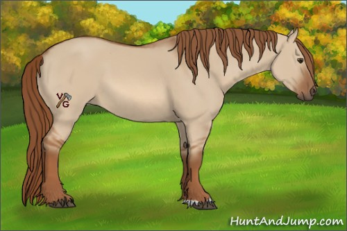 Horse Color:Red Dun 