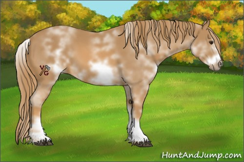 Horse Color:White Spotted Chestnut Frame