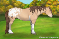 Horse Color:Amber Champagne Tobiano Appaloosa 