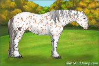 Horse Color:Bay Tobiano Appaloosa 