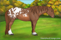 Horse Color:Chestnut Tobiano Appaloosa 