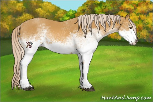Horse Color:White Spotted Palomino 