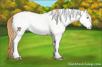 Horse Color:White Spotted Chestnut 