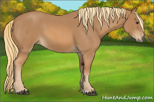 Horse Color:Red Roan 