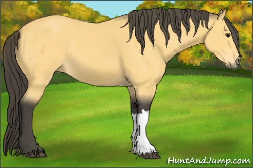Horse Color:Buckskin 