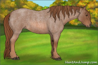 Horse Color:Red Roan